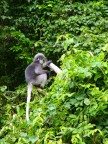 Rai Lay Dusky Langur.JPG (99 KB)